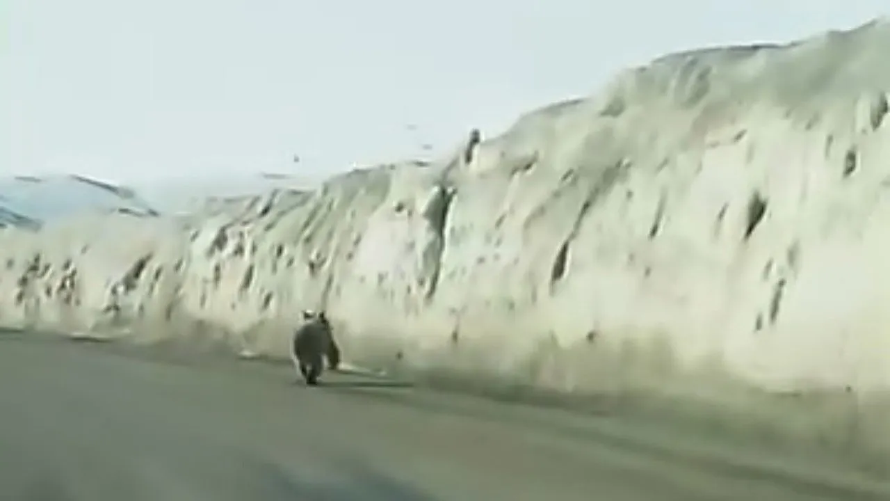 Kara Yoluna İnen Ayı Vatandaşlar Tarafından Görüntülendi
