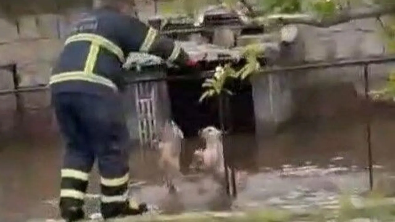 Mahsur Kalan 2 Yavru Köpek Kurtarıldı